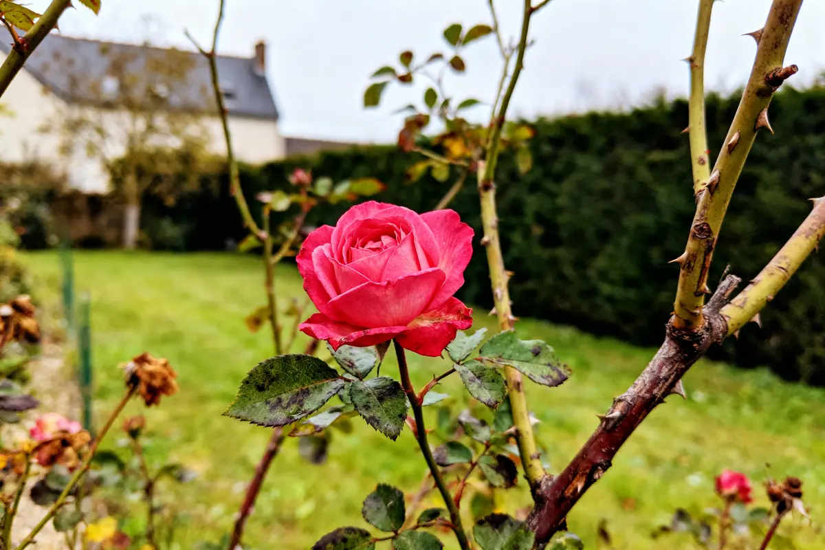 Taille Rosier : Quand Et Comment Bien Tailler Vos Plantes ?