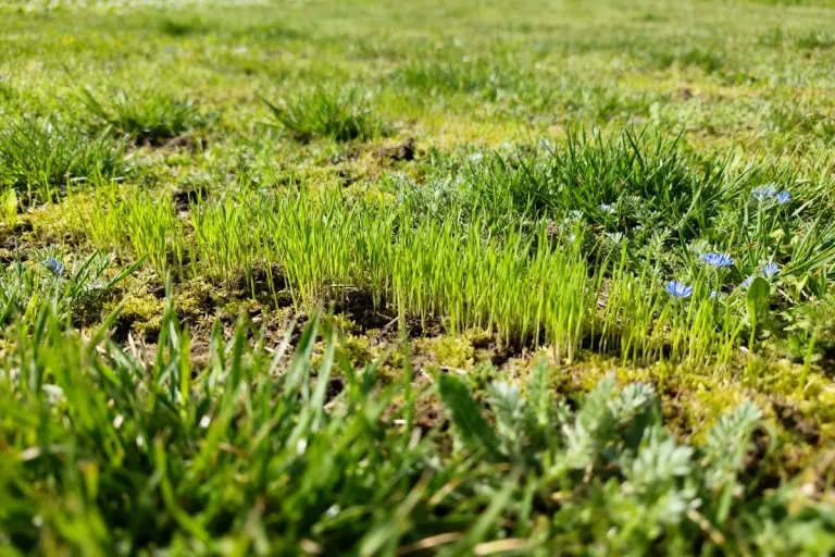 Jeune herbe poussant sur sol terreux, avec mousses et petites fleurs bleues, illuminée par le soleil.