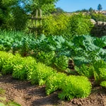 Jardin potager avec rangées de laitue, betteraves et choux ensoleillés, entouré de végétation luxuriante.