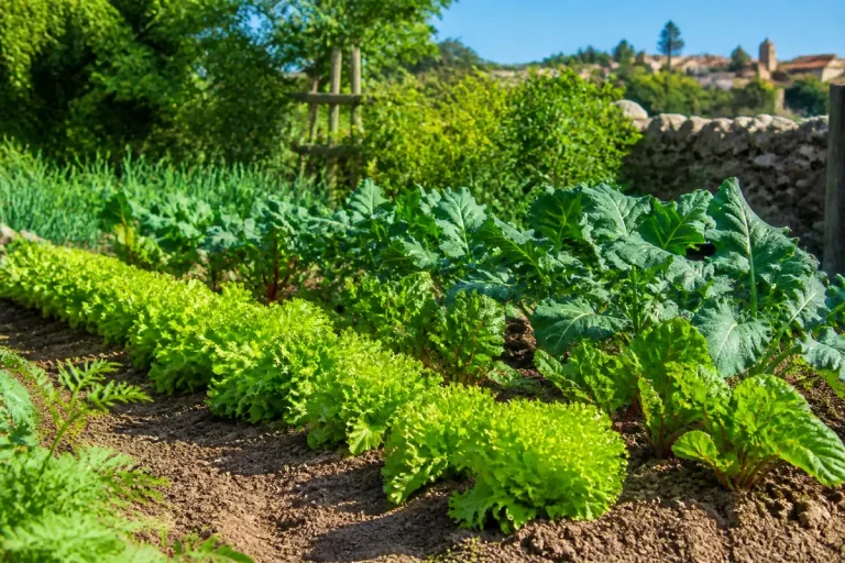 Jardin potager avec rangées de laitue, betteraves et choux ensoleillés, entouré de végétation luxuriante.