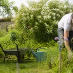 Homme jardinant, près de brouette et arrosoir, entouré de buissons fleuris et verdure abondante.