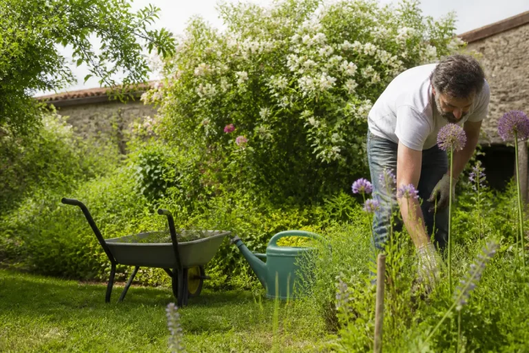 Homme jardinant, près de brouette et arrosoir, entouré de buissons fleuris et verdure abondante.
