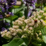 Abeille en vol, coccinelle sur fleurs blanches, lavande violette à l'arrière-plan, feuillage vert.