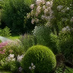 Homme arrosant fleurs dans un jardin verdoyant, avec de nombreux arbustes et plantes fleuries.